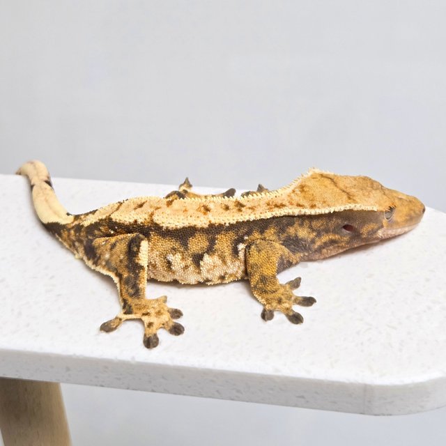 노멀 텐저린 트라이 익스트림할리퀸