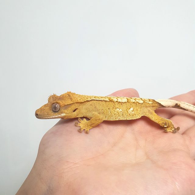 옐로우 크림 크림시클