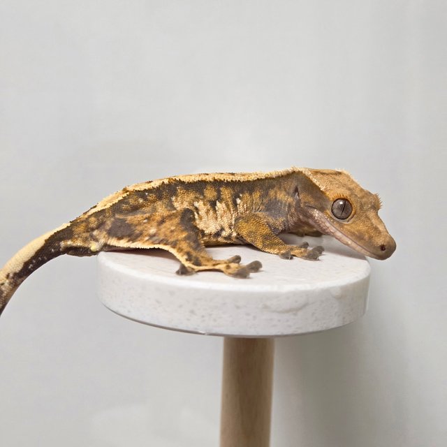 노멀 텐저린 트라이 익스트림할리퀸