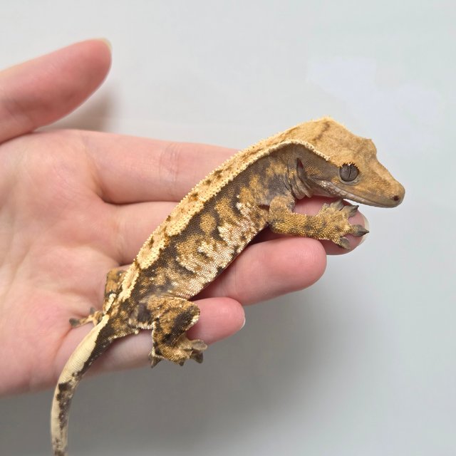 노멀 텐저린 트라이 익스트림할리퀸