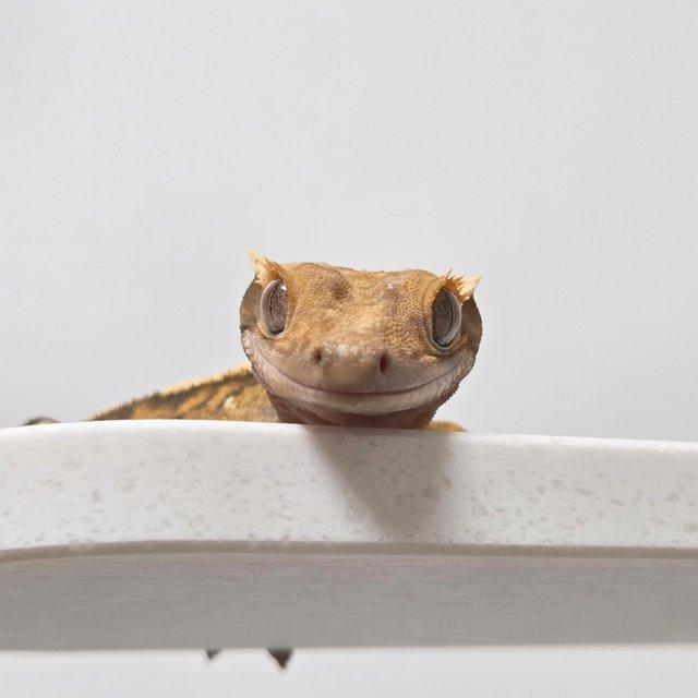 노멀 텐저린 트라이 익스트림할리퀸