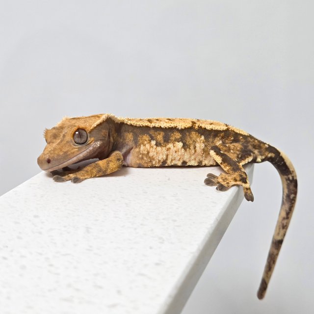 노멀 텐저린 트라이 익스트림할리퀸