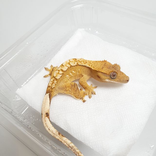 옐로우 크림 크림시클