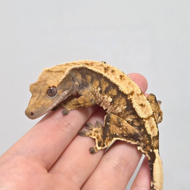 노멀 텐저린 트라이 익스트림할리퀸