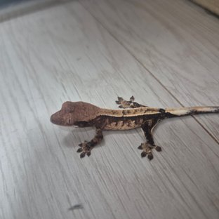 노멀 슈퍼하이포 텐저린