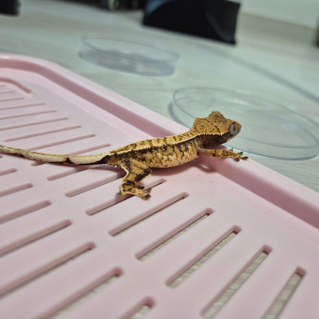 노멀 로키 노던버지니아