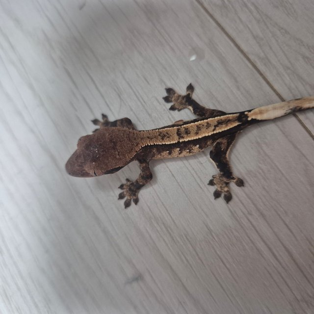 노멀 슈퍼하이포 텐저린