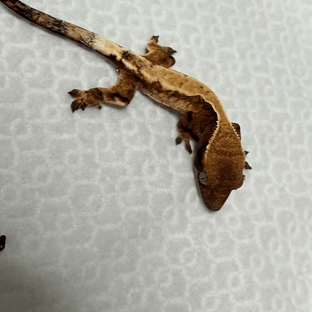 세이블