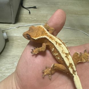세이블