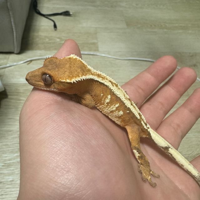 세이블