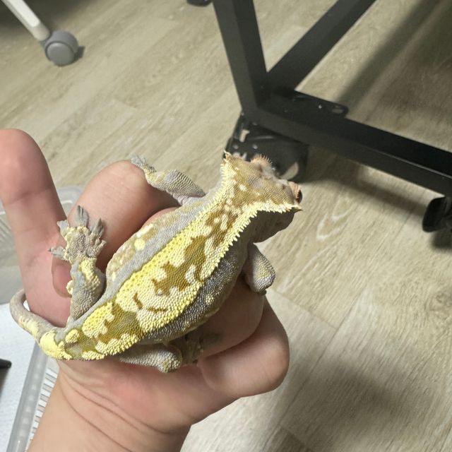 카푸치노
