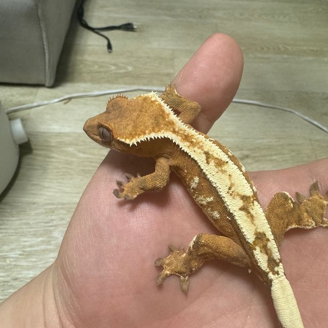 세이블