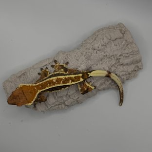 카푸치노 텐저린