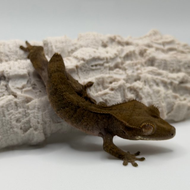 팬텀 패턴리스 다크 블랙 벅스킨