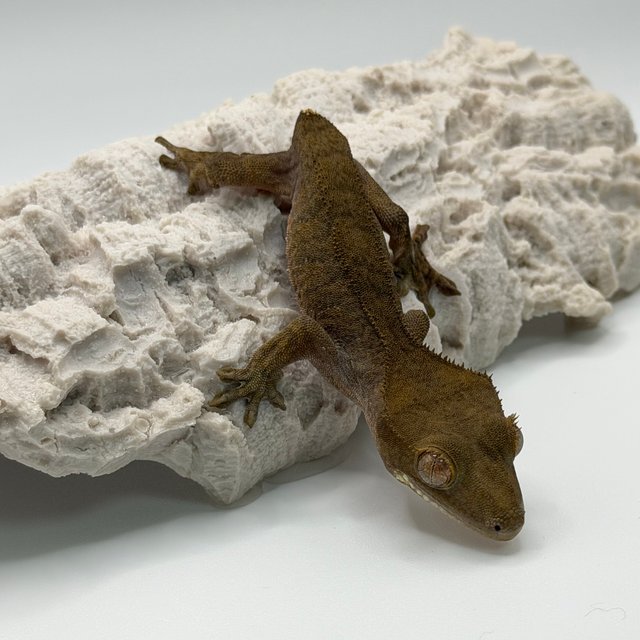 팬텀 패턴리스 다크 블랙 벅스킨