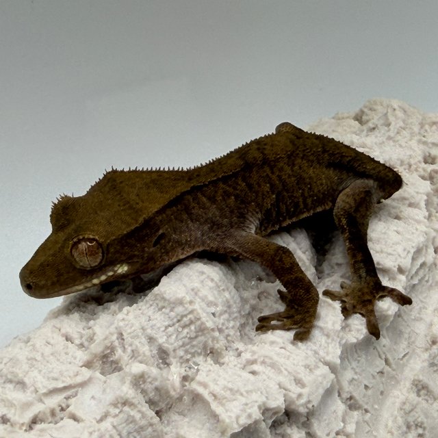 팬텀 패턴리스 다크 블랙 벅스킨