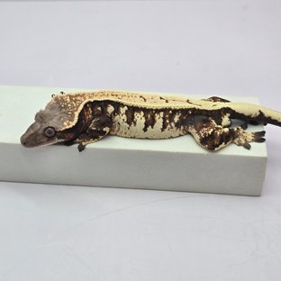 세이블 풀핀 텐저린