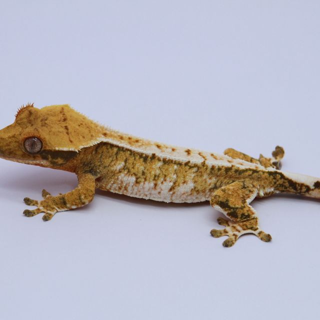 노멀 트라이 화이트스팟