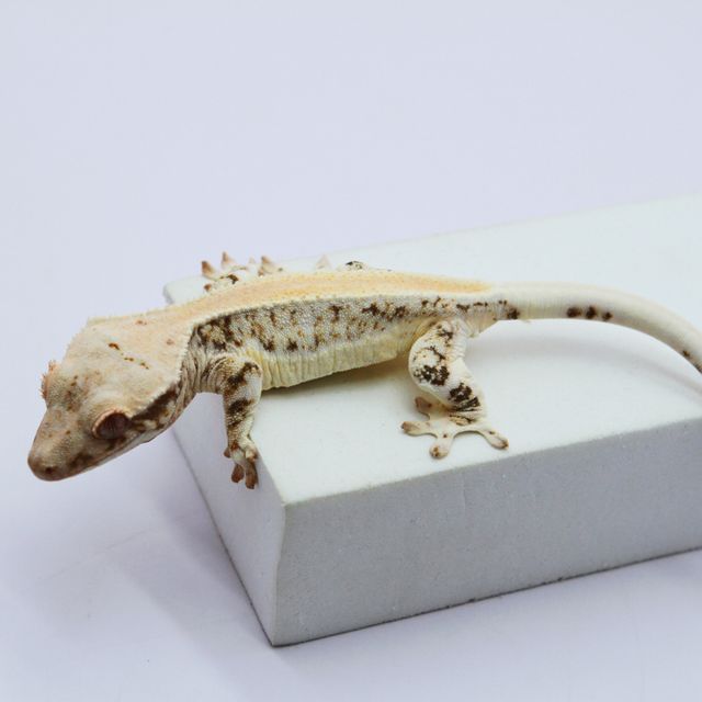 릴리화이트 솔리드백