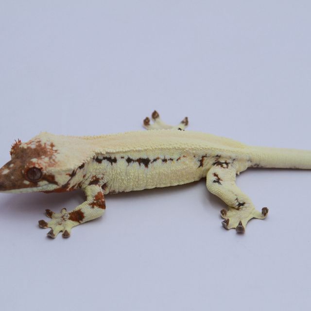 릴리 세이블 솔리드백