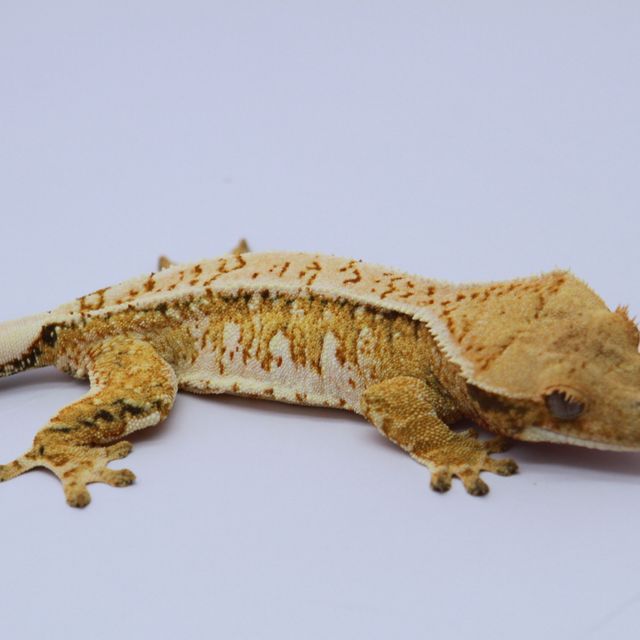 노멀 트라이 익스트림할리퀸 화이트