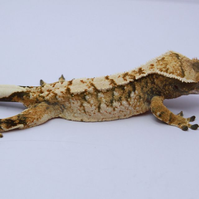 노멀 트라이 익스트림할리퀸 화이트스팟 텐저린