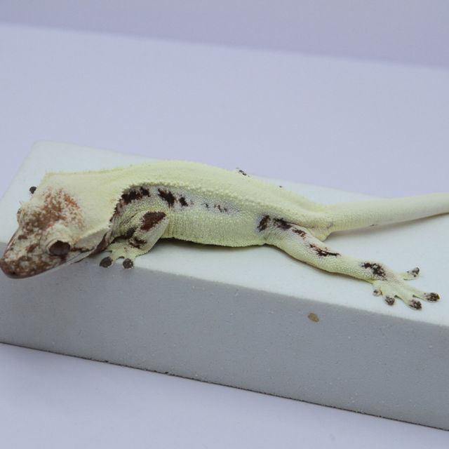 릴리 세이블 솔리드백 화이트