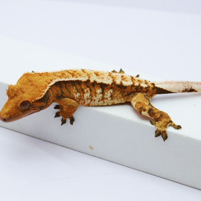 노멀 트라이 익스트림할리퀸 텐저린