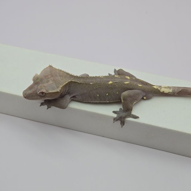 아잔틱