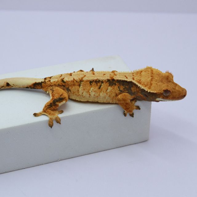 노멀 트라이 익스트림할리퀸 텐저린