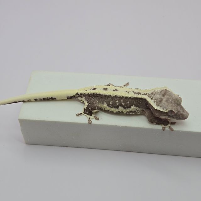 릴잔틱