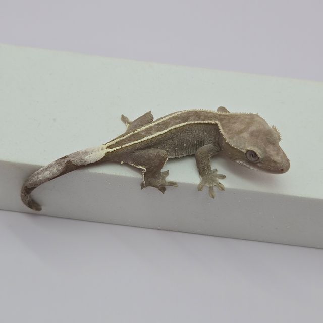 아잔틱
