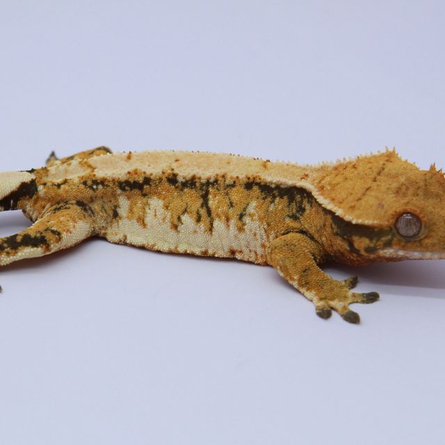 노멀 트라이 익스트림할리퀸 텐저린 화이트