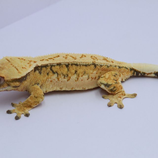 노멀 트라이 드리피 익스트림할리퀸