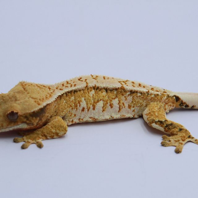 노멀 트라이 익스트림할리퀸 화이트