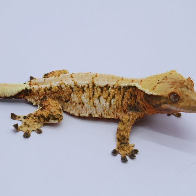 노멀 트라이 익스트림할리퀸 텐저린