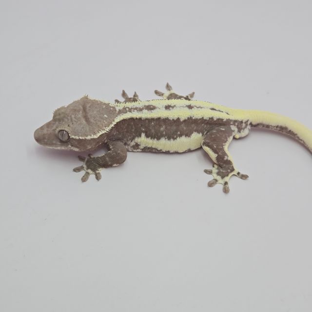릴잔틱