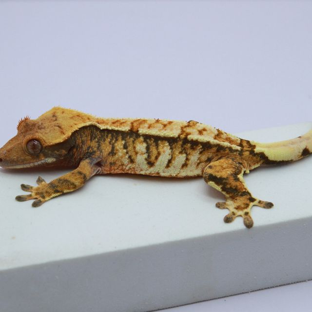 노멀 트라이 익스트림할리퀸