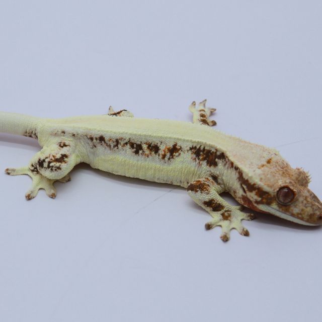 릴리화이트 솔리드백