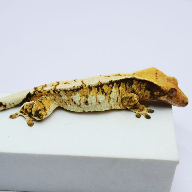 노멀 트라이 익스트림할리퀸 화이트