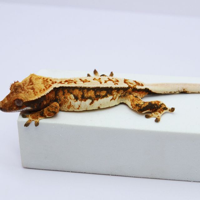 노멀 트라이 핀스트라이프