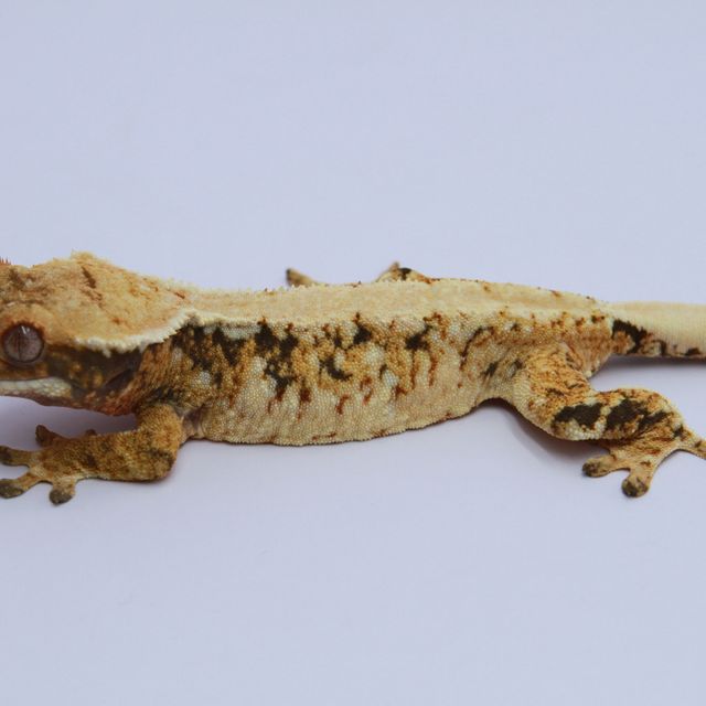 노멀 트라이 익스트림할리퀸 솔리드백 화이트스팟