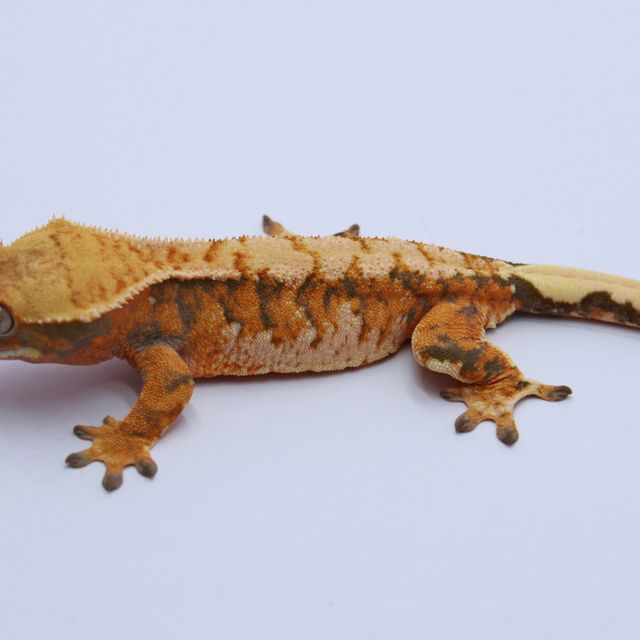 노멀 트라이 익스트림할리퀸 텐저린