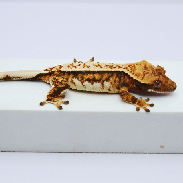 노멀 트라이 핀스트라이프