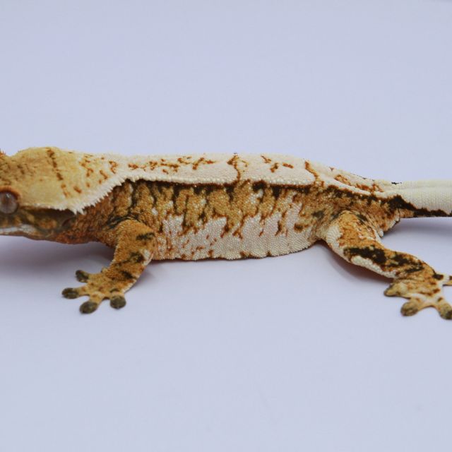 노멀 트라이 익스트림할리퀸 텐저린 화이트