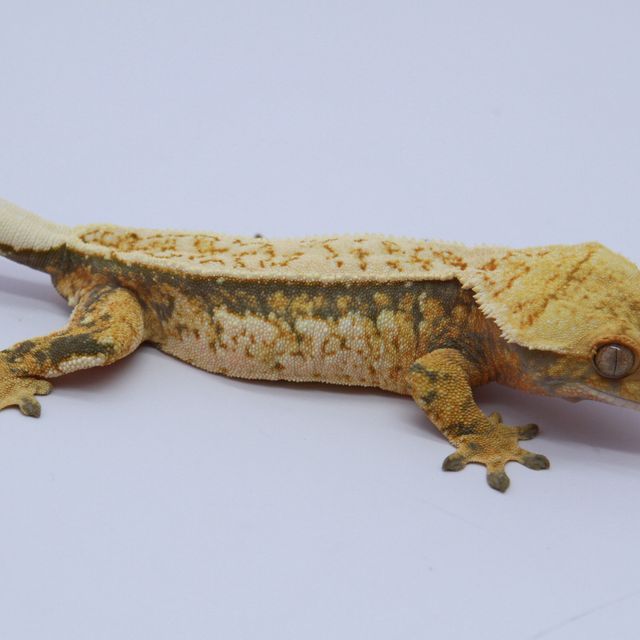 노멀 트라이 풀핀 화이트스팟 핀스트라이프 화이트