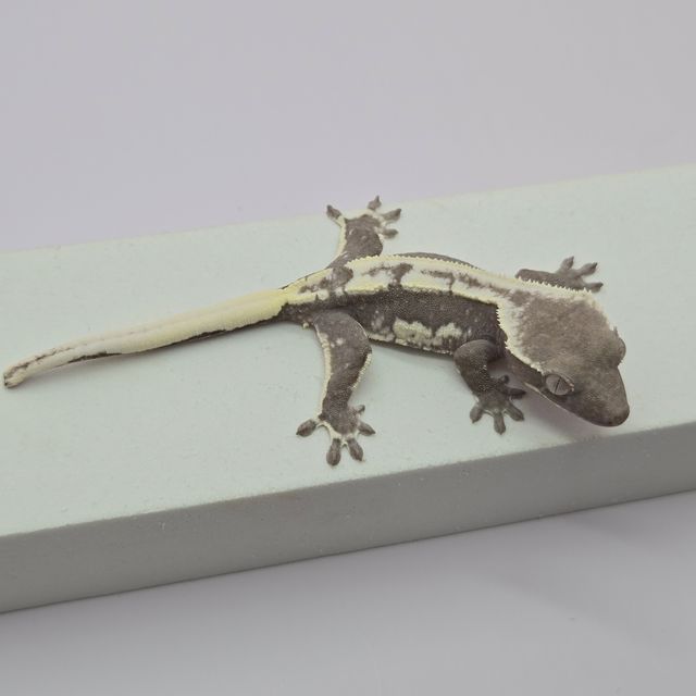 릴잔틱