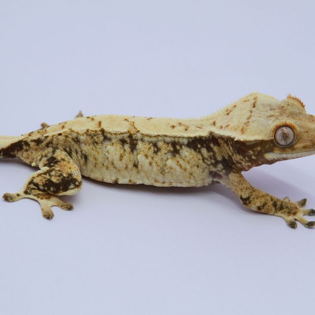 노멀 트라이 드리피 화이트스팟