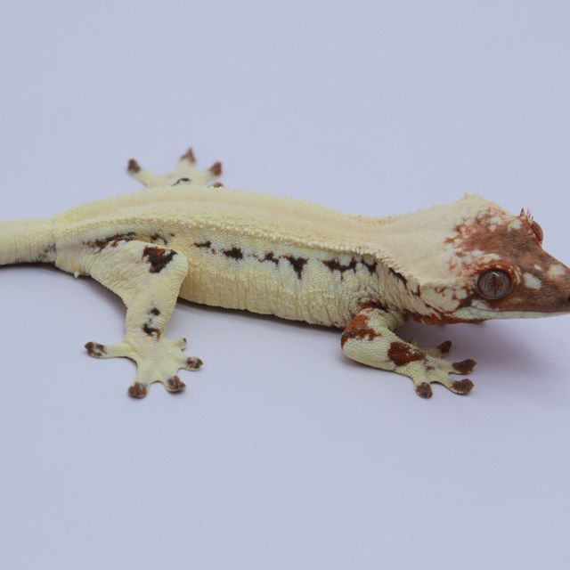 릴리 세이블 솔리드백