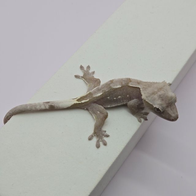 아잔틱